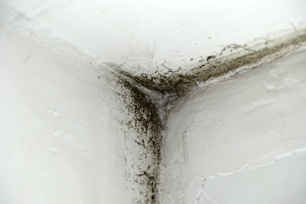 Mold growing in the corner of a wall from lingering water accumulation.